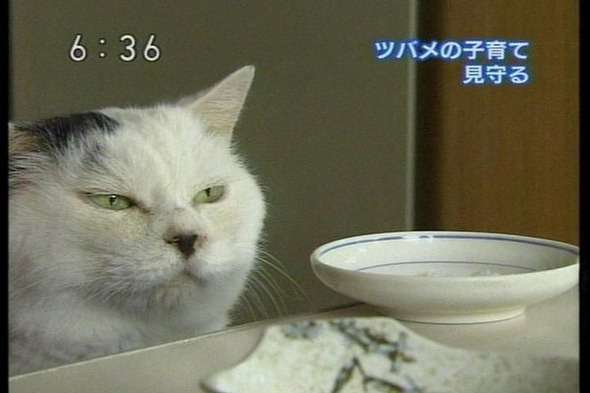 猫と犬の画像を交互に貼っていくトピ