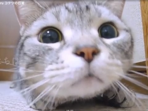 カメラに気づいた猫のかわいすぎる反応｜動画｜Yahoo!映像トピックス