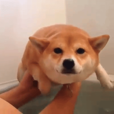 ずっと見ていたいGIF動画下さい
