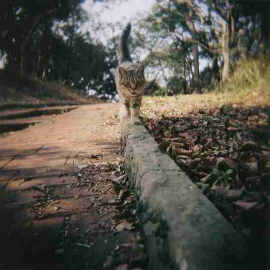 デジタル時代に大復活した「チェキ」若者が見出したアナログの価値