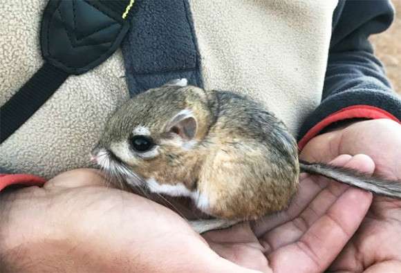 絶滅したと思われていたかわいい生き物「カンガルーネズミ」が32年ぶりに発見される（メキシコ） : カラパイア