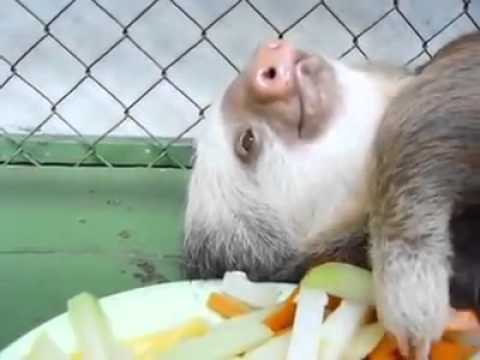 ナマケモノの食事 - YouTube