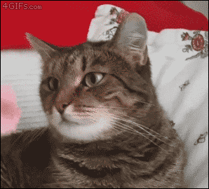 ずっと見ていたいGIF動画下さい