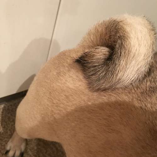 犬のしっぽの種類は何種類くらいあるの？｜犬の総合情報サイト ペットスマイルニュースforワンちゃん