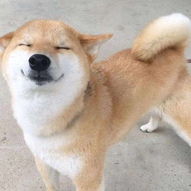 犬の雑学を教えてください(*^^*)