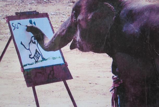 ブタの「ピガッソ」が描く絵、最高32万円の値