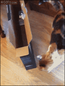 ずっと見ていたいGIF動画下さい