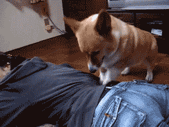 ずっと見ていたいGIF動画下さい