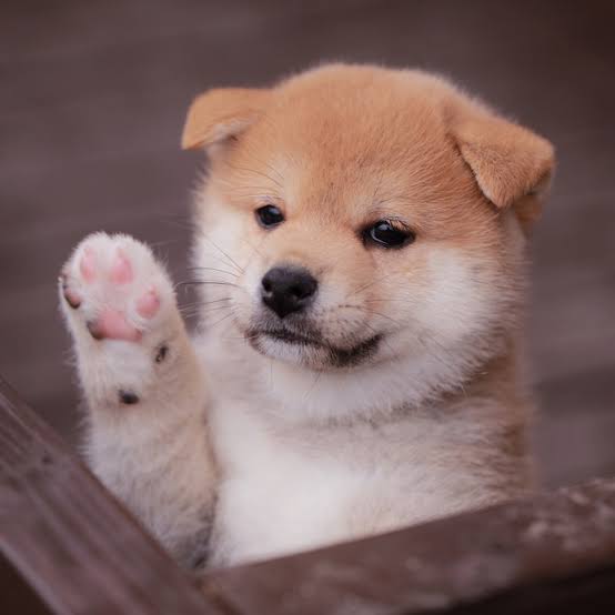 犬の雑学を教えてください(*^^*)