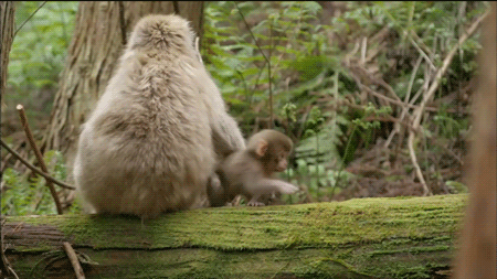 ずっと見ていたいGIF動画下さい