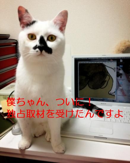変わった柄、面白い柄の猫を集めるトピ