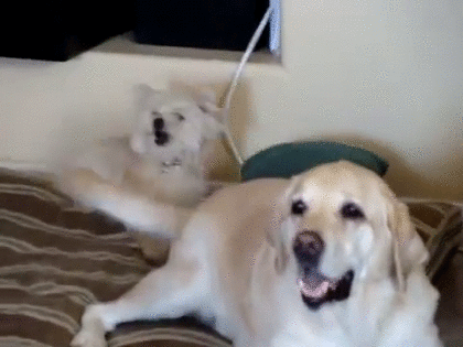 ベッドの上で大きな犬が尻尾を振って小さな犬にビンタを浴びせているGIF画像｜無料GIF画像検索 GIFMAGAZINE [128692]
