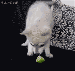 ずっと見ていたいGIF動画下さい