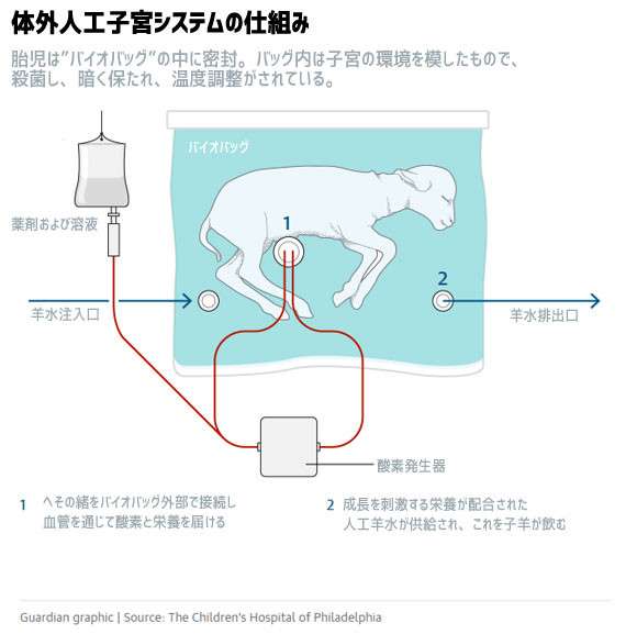 子宮移植でサル妊娠、大学チーム 慶応大「人で実施目指す」