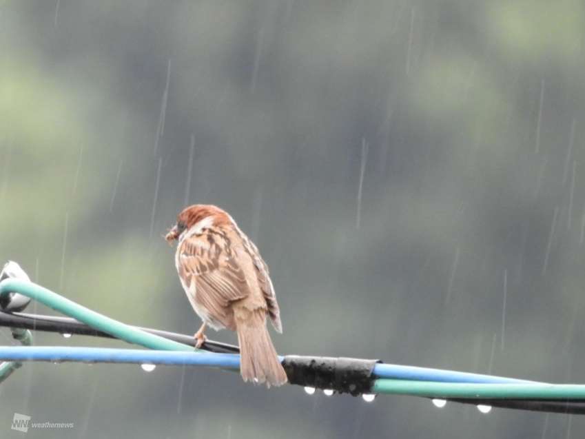 九州南部で梅雨入り 例年より5日早く