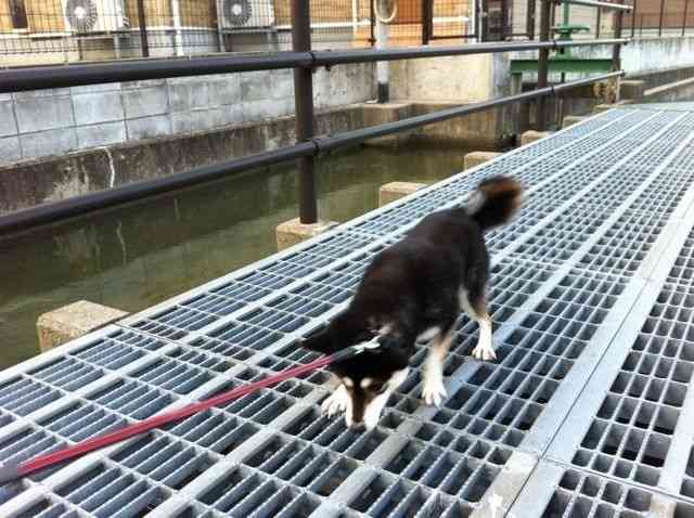 犬の雑学を教えてください(*^^*)