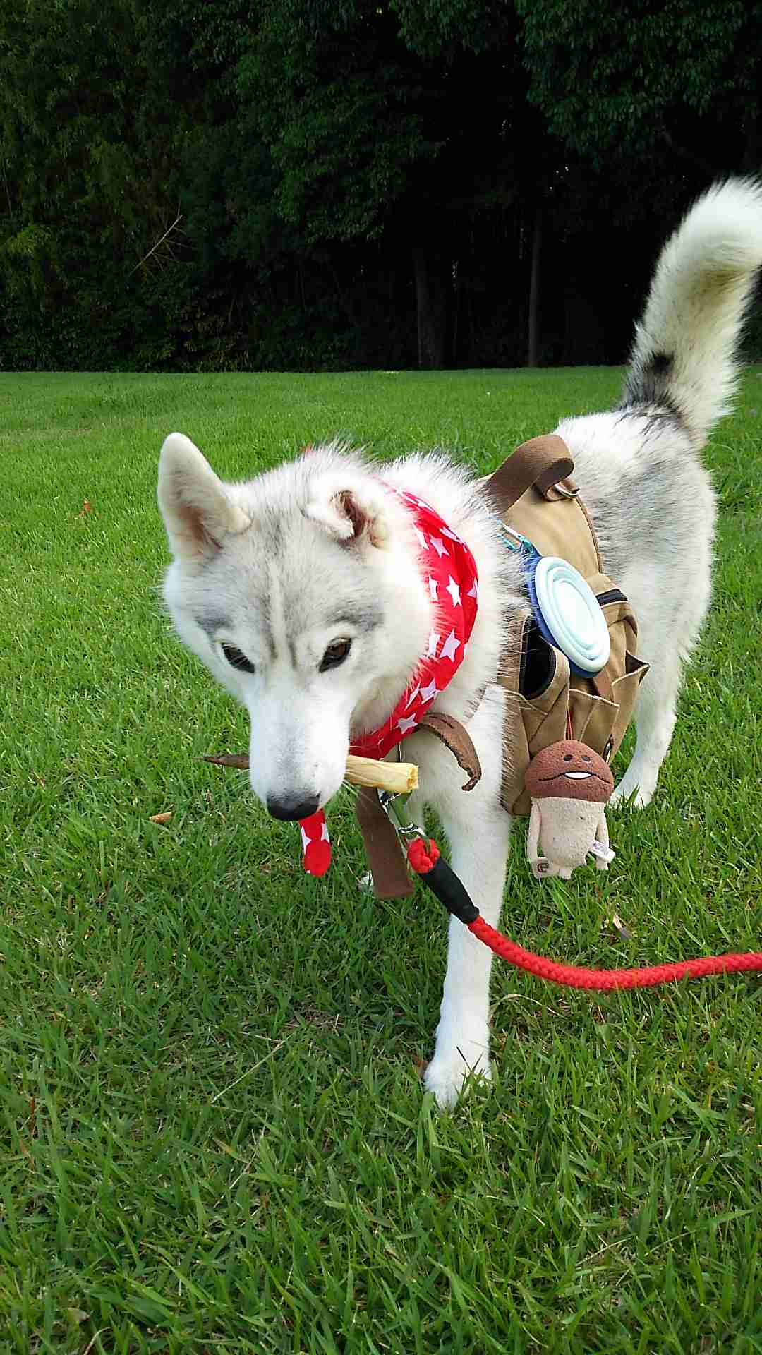 犬の雑学を教えてください(*^^*)