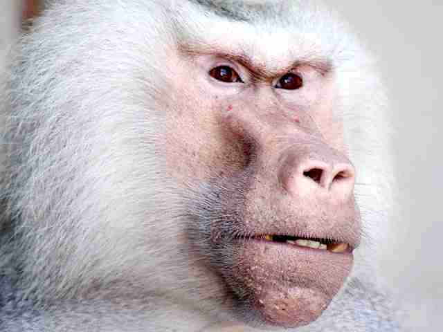 ざわちん、東方神起・チャンミンのものまねメイク披露「そっくり」「流石です」と絶賛の声