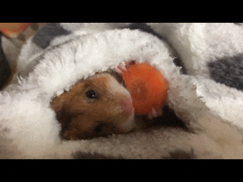 ずっと見ていたいGIF動画下さい