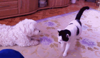 ずっと見ていたいGIF動画下さい