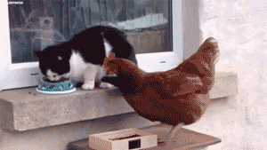 ずっと見ていたいGIF動画下さい