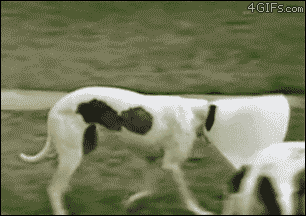 ずっと見ていたいGIF動画下さい
