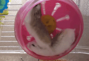 ずっと見ていたいGIF動画下さい