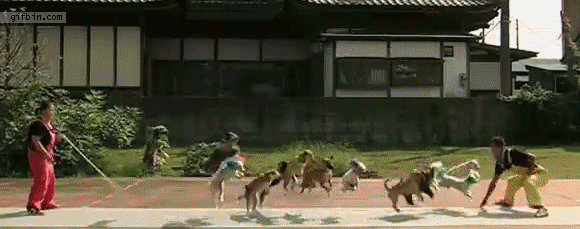 ずっと見ていたいGIF動画下さい