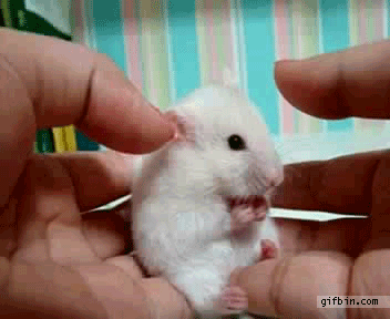 ずっと見ていたいGIF動画下さい