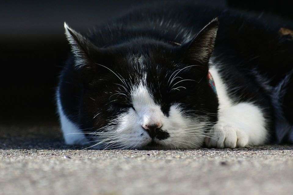 一人暮らし。平日の夜は何してる?