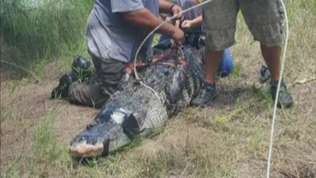 ワニに襲われ日本人女性死亡か 湖近くを散歩中 米フロリダ州 | NHKニュース