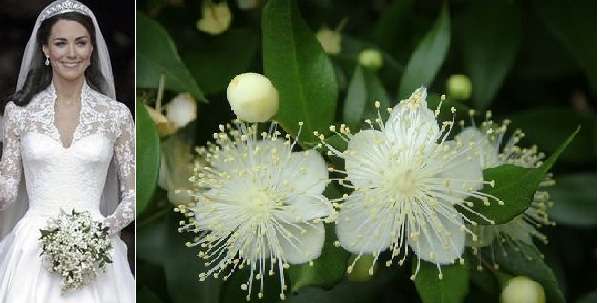 知ってる花の画像と花の名前