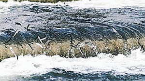 「アユが豊漁だと地震がくる」相模川でアユが大量発生　地元住民が気味悪がる言い伝え存在