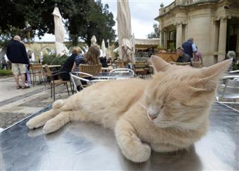 猫好きの聖地、70万匹が暮らす　地中海の島国・マルタ共和国 - 読んで見フォト - 産経フォト