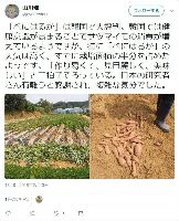 日本が開発したサツマイモ、韓国に流出して大人気！権利保持者の公的機関「手続きが大変」と登録を怠る ｜ 保守速報