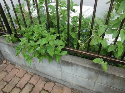隣の家の雑草対策
