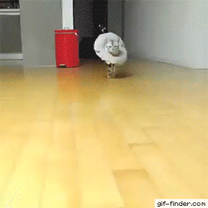 【画像＆GIF】ただテクテク歩いているだけのトピ