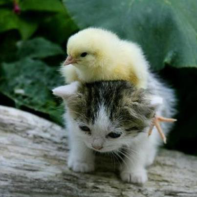 ちょっと癒された事。