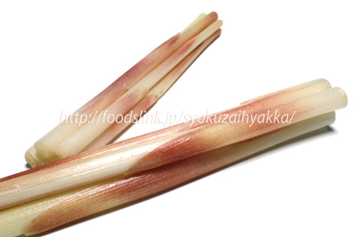 ミョウガタケ／みょうがたけの選び方と保存方法や料理：旬の野菜百科