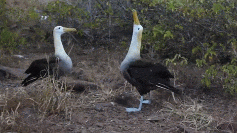 ダンスしている動画コレクション