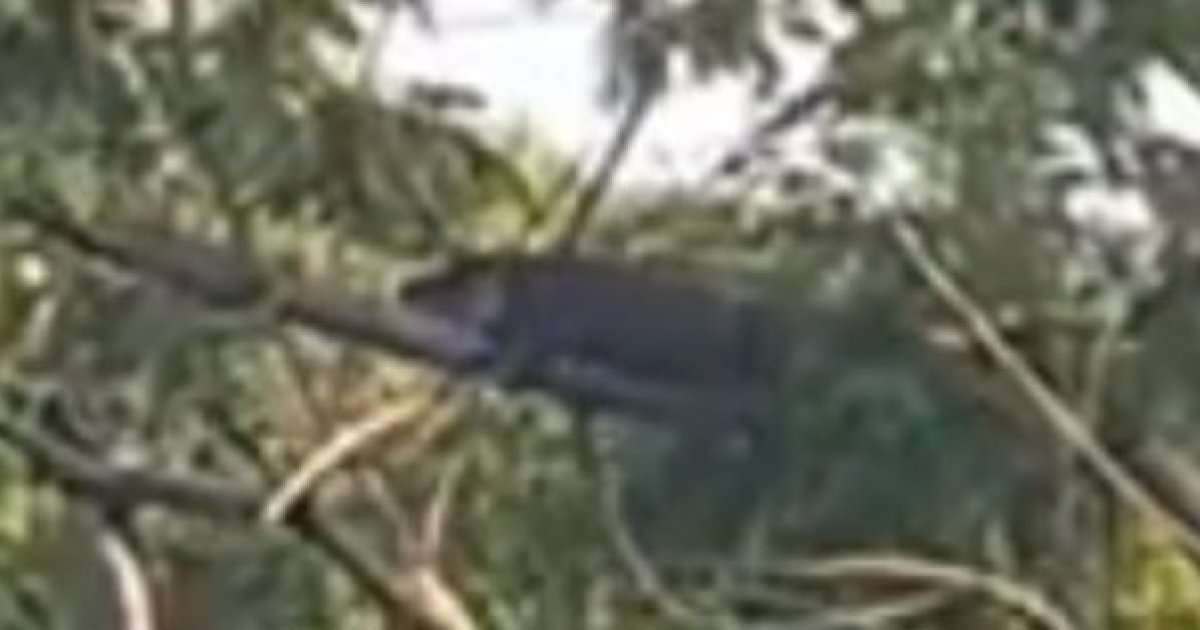 念のために言っておくと、フロリダのワニって木にも登るんだよ（画像）