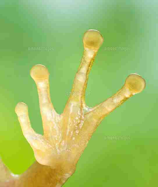 ガルちゃん、手タレオーディション！