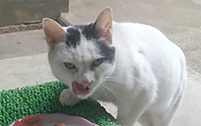 目つきの悪い猫を貼るトピ