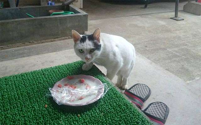 目つきの悪い猫を貼るトピ