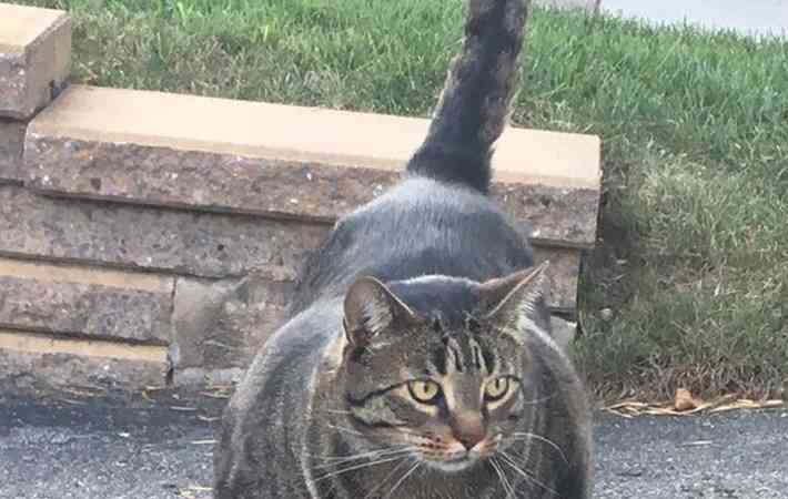 猫が近寄って来たと思ったら？ 「な、な、何だその筋肉は！」 ガールズちゃんねる Girls Channel