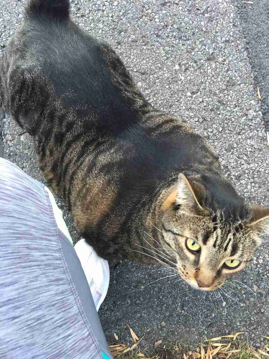 猫が近寄って来たと思ったら？ 「な、な、何だその筋肉は！」 ガールズちゃんねる Girls Channel