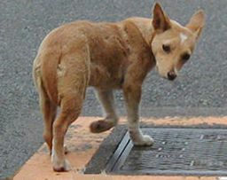 今はもうないものの知名度調査