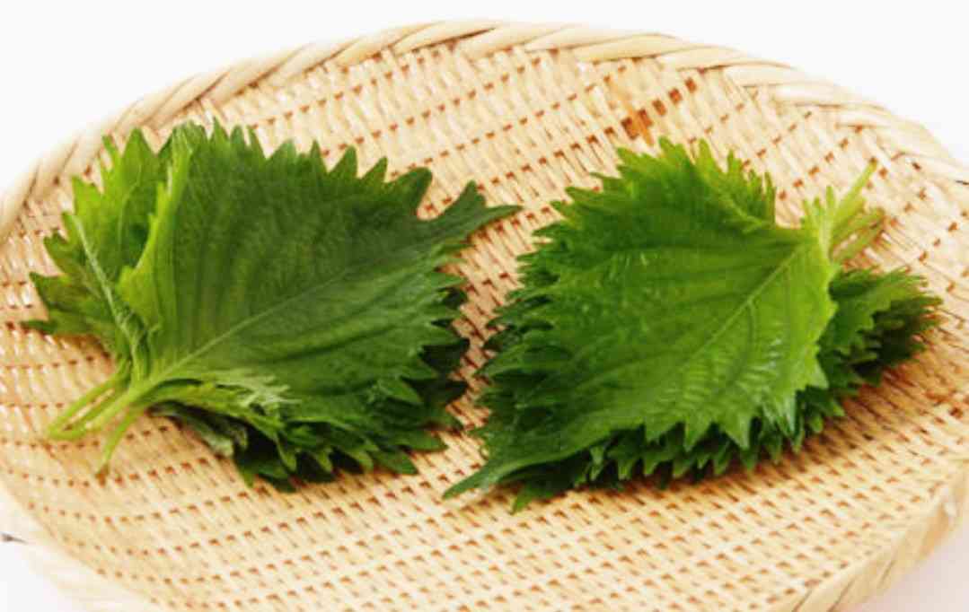 大葉(青じそ)愛好家が集うトピ
