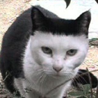 タイトルに「和田アキ子」をつけて画像を貼るトピ