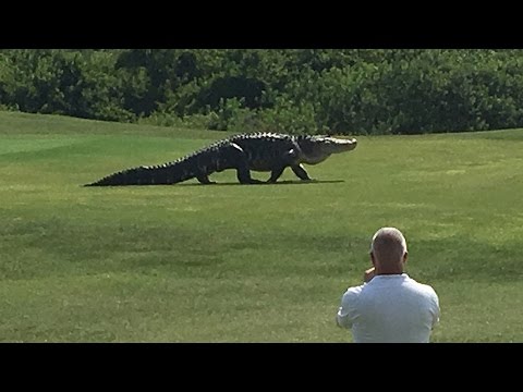 Giant Gator Walks Across Florida Golf Course | GOLF.com - YouTube